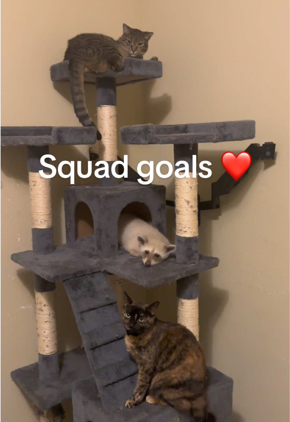 DREAMS DO COME TRUE! 🥹They still won’t let him touch their tails though. 🥲 #raccoon #raccoons #trashpanda #raccoonsoftiktok #raccoonsoftiktok🦝 #animalsoftiktok #exoticpetsoftiktok #pet #blonde #cinnamon #fyp #cute #funny #bento #bentobox #benny #friends 
