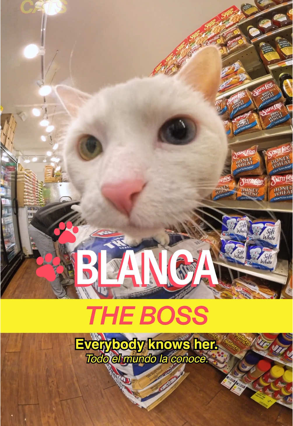 Meet Blanca in East Williamsburg Host: @MICHELLADONNA  Producer/DP: Drew Rosenthal (@Be Happy For Once) Editors: Drew Rosenthal & Sean Fitzmaurice Art Direction: Sunny Li Stylist: Jay Roman (@J’s.muuse ) PA: Vivienne S A show by @madrealities.tv  #cat #bodega #shopcats #nyc