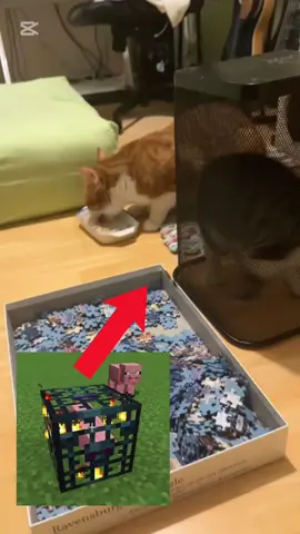 she keeps eating his food so se put her in jail #fyp #fy #catsoftiktok 