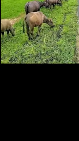 #ustadadihidayat  #ceramahpagi  #ceramahislam 