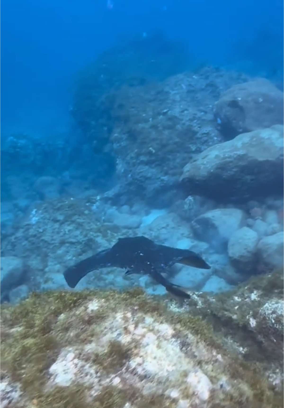 Sardina del norte 🤿🪸#buceo #oceanlife #canarias #viral_video #cressi #oceano #laspalmas 