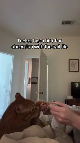 he’s funny #orangecatbehavior #orangecat #catsoftiktok #fyp #PetsOfTikTok #cats 