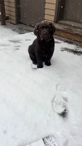 Happy National Labrador Retriever Day! 🐾🐶 We rock!  #chocolatelab #puppiesoftiktok #puppy #dogsoftiktok #fypシ #fyp #dog #labrador #puppydog #dogsofmichigan #labsoftiktok #puppytok #labradorretriever #labs #michigandogs #puppytiktok #cutedog #goodboy 