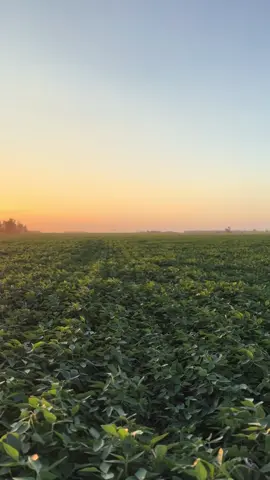 Campaña 24/25 #pilotoagricola #cropdusting #campo #agflying #parati #fouryou 