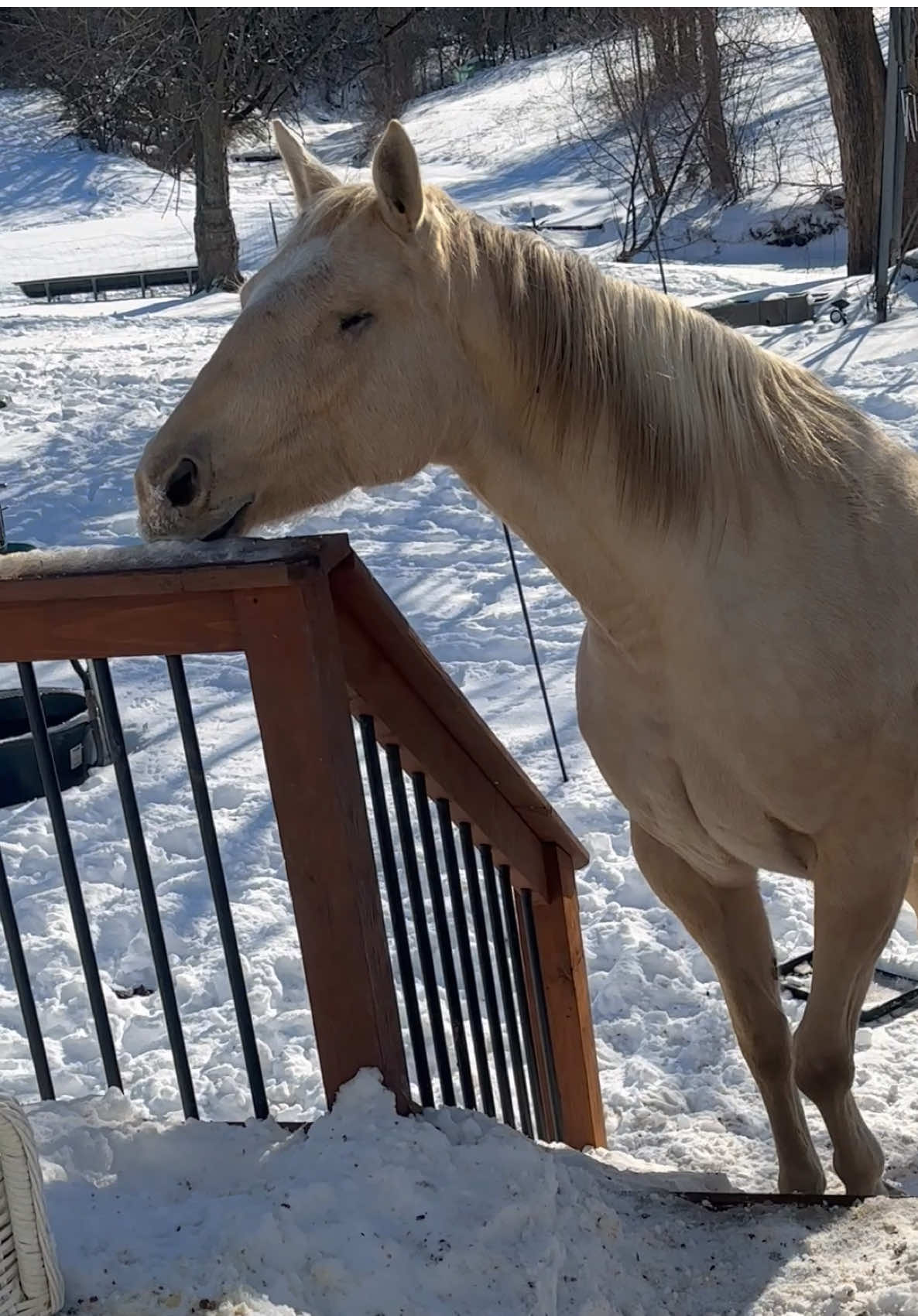 I am getting slap happy being stuck at home.  Haven’t seen other humans since Saturday.  #horses #horsesoftiktok #horse#funnyanimals 