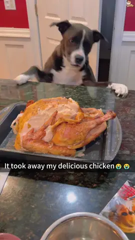 Bad dog#dog #funny #dogsoftiktok #cat #for #foryou #fyp #foryoupage #funnyvideo #cute #pet #cutedog #animal #animalsoftiktok #usa🇺🇸 #doglover #funnydog #tiktokdogs #pets #kitten #funnyanimals