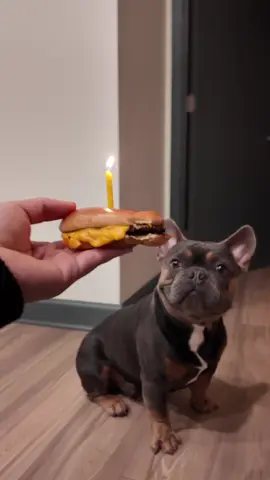 😭😭 ✨🫶🏻🧁🦴🤎  #crying #cryingintheclub #frenchie #dog #dogbirthday #dogbirthdayparty #frenchiesoftiktok #fyp #foryou #foryoupage 