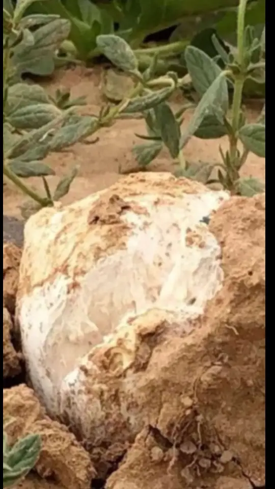 #القريات #القريات_الشمال #طريف #طريف_الحدودالشماليه #تبوك #سكاكا #الجوف #عرعر #الشمال #القريات_طبرجل_الجوف_تبوك_سكاكا #اكسبلورexplore #الشعب_الصيني_ماله_حل😂😂 