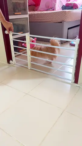 May harang na sa pintuan. Iwas takas #petgate #petfence #dogfence #fence #petneeds #petsupplies #petessentials #dogsoftiktok #PetsOfTikTok #shyyassy 