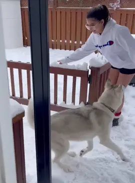 No husky wants to go home on a snowy day ❄️ #fypシ #foryou #funnyanimasl #dog #dogsoftiktok #funnyvideo 