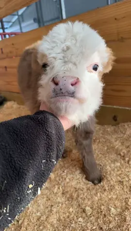 Munchkin wants all the love #minicow #minimoos #cute #fyp #cow #baby #fypシ #calf #babymoo 