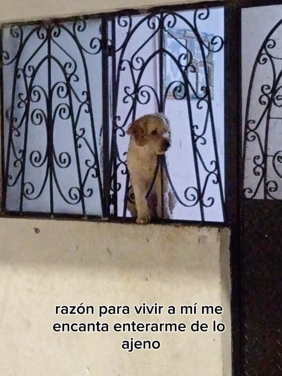 Perro chismoso #paratiiiiiiiiiiiiiiiiiiiiiiiiiiiiiii #fyp #perritos #peguitos #chismoso 