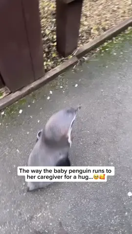 Baby penguins, called chicks, form strong bonds with their caregivers, whether it’s their parents or human caretakers in a rehabilitation center. When a baby penguin runs to its caregiver for a hug, it’s a display of trust and affection. This adorable behavior highlights their need for warmth, comfort, and a sense of security, much like they would seek from their parents in the wild. It’s a heartwarming reminder of the emotional connections animals can form. Video #1 credit goes to @:jessie.l.a_ Feel free to explore the gallery of this page, where you can express your support, admiration, and indulge in more amazing penguin photography. #animal #cuteanimals #animallovers #penguin #penguinlover #babypenguin #cutebabypenguin #babypenguinlove #penguinchick 