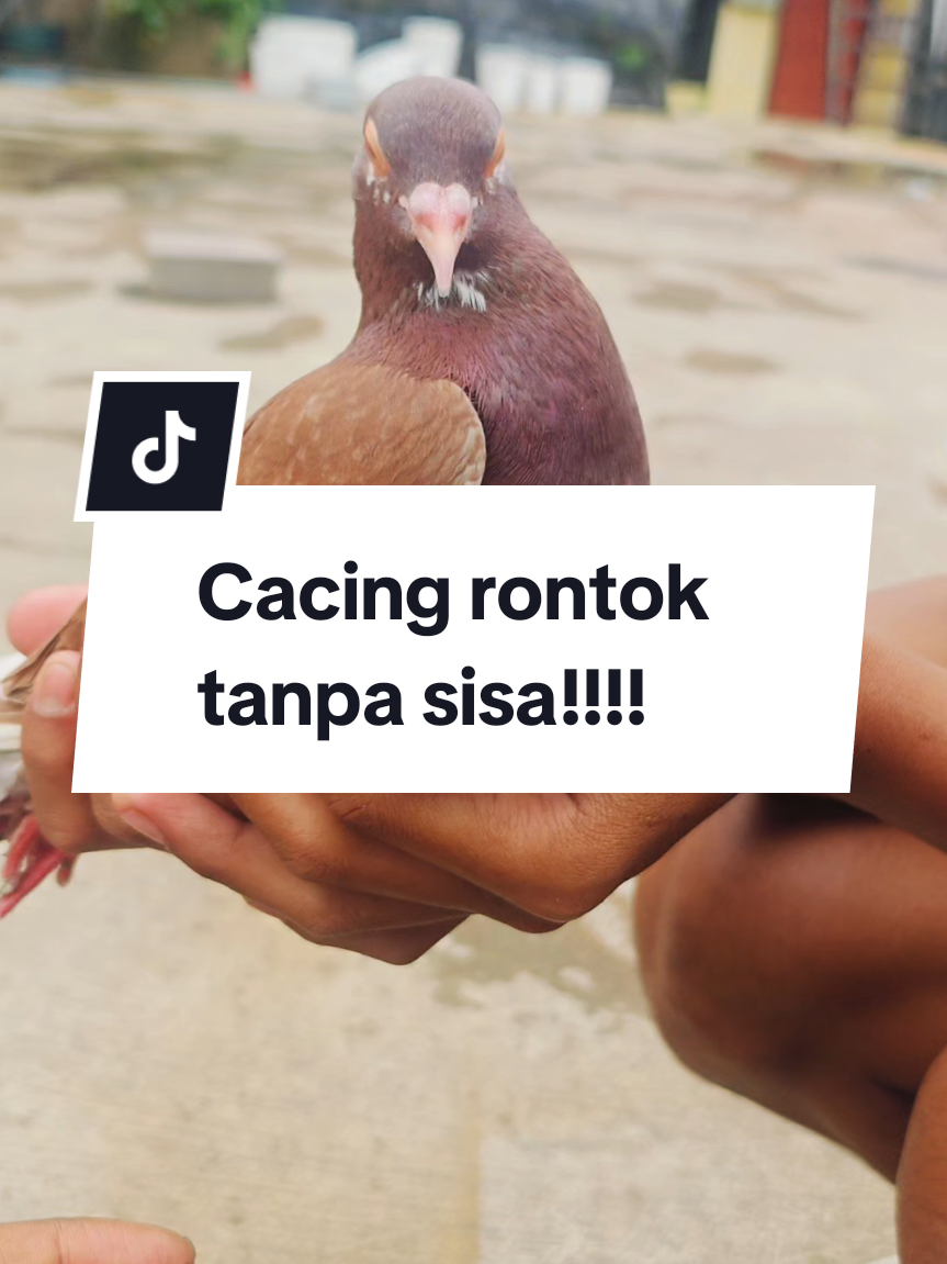 obat cacing merpati #obatcacing #obatcacingjosspoll  #merpati #merpatikolong #merpatilovers #merpatikolongbebas #merpatiku #merpatikolongindonesia #merpatikolongjakarta #merpatikolongmeja #merpatimacetbertelur #merpatilovers #merpatiputih #merpatiposindonesia #pmti #pmtiindonesia #pmtinasional #ppmbsi #ppmbsiindonesia #merpatilosdor 