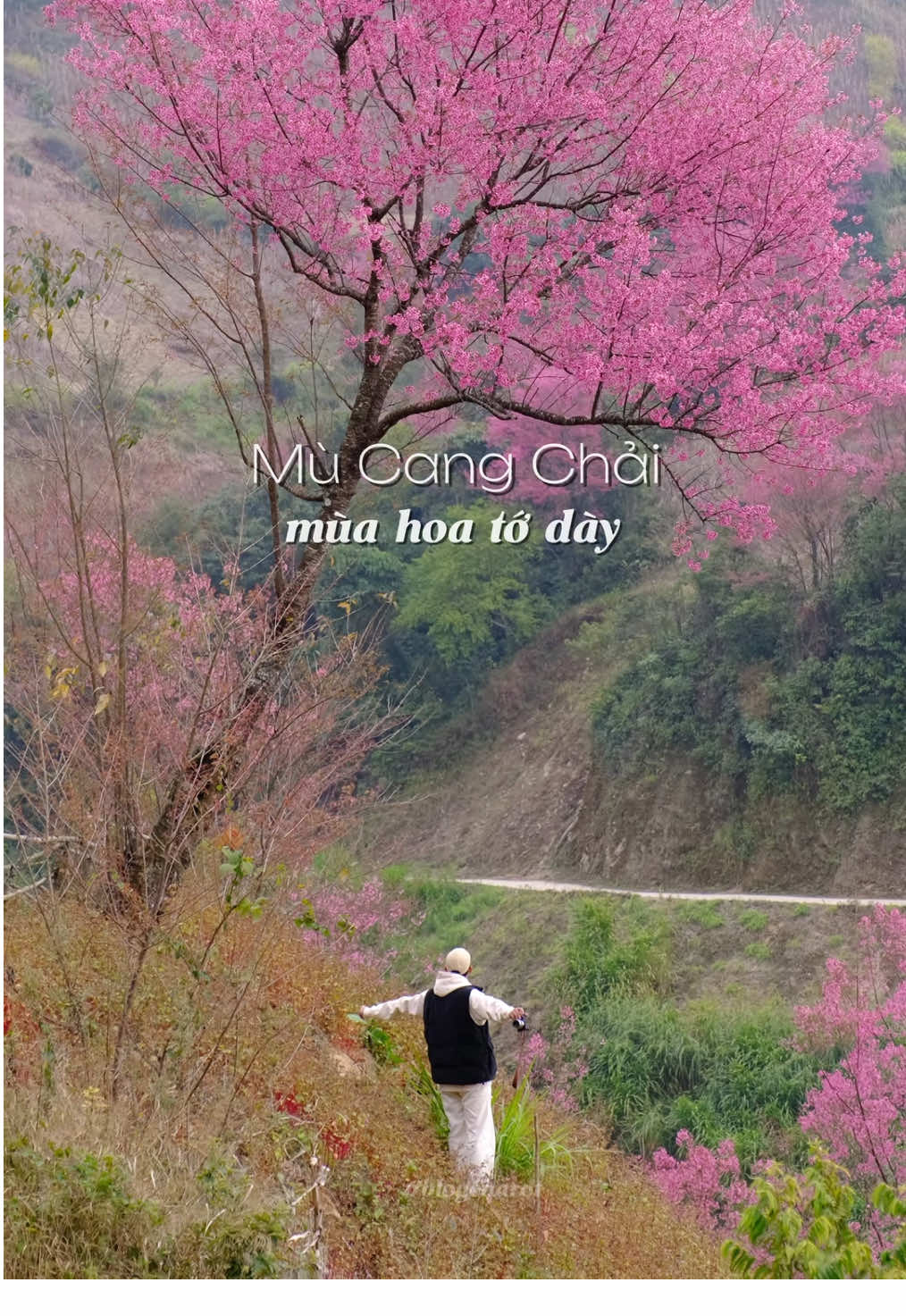 Việt Nam đấy mọi người ạ, hoa tớ dày đang nở rộ khắp những triền đồi, mọi người tranh thủ lên sớm kẻo hoa tàn nhé. Đây là các bản Trống Páo Sang, La Pán Tẩn ở Mù Cang Chải. #dulich #mucangchai #dulichtiktok #reviewdulich #blogcuarot 