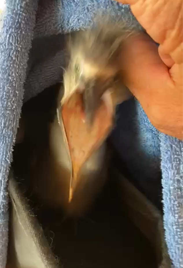 Vids from dad 💕 #jumpscare #animals #rescue #dad #attacked #bird #fyp