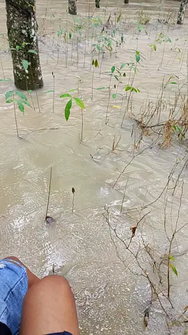 #fyp #lampung# banjir kang#udan geden#fyp