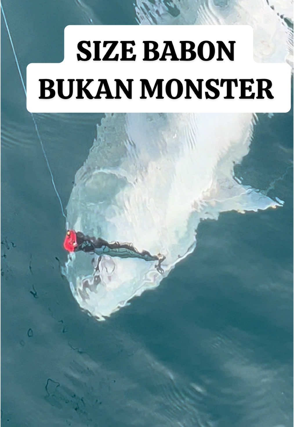 Mau di lepas tapi sayang😂 #gianttrevally #bobara #ikan #storymancing #mancingasik #mancingmania #jarjit #fypシ゚ 