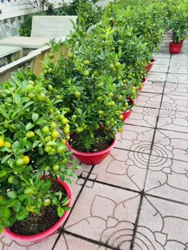 Tắc lên chậu rồi ạ . Chuẩn bị đồ tết chưng cho mọi người đây rồi#kienglatoannhi #newyear2025 ##cayphongthuy ##mayman #tiktokindia 