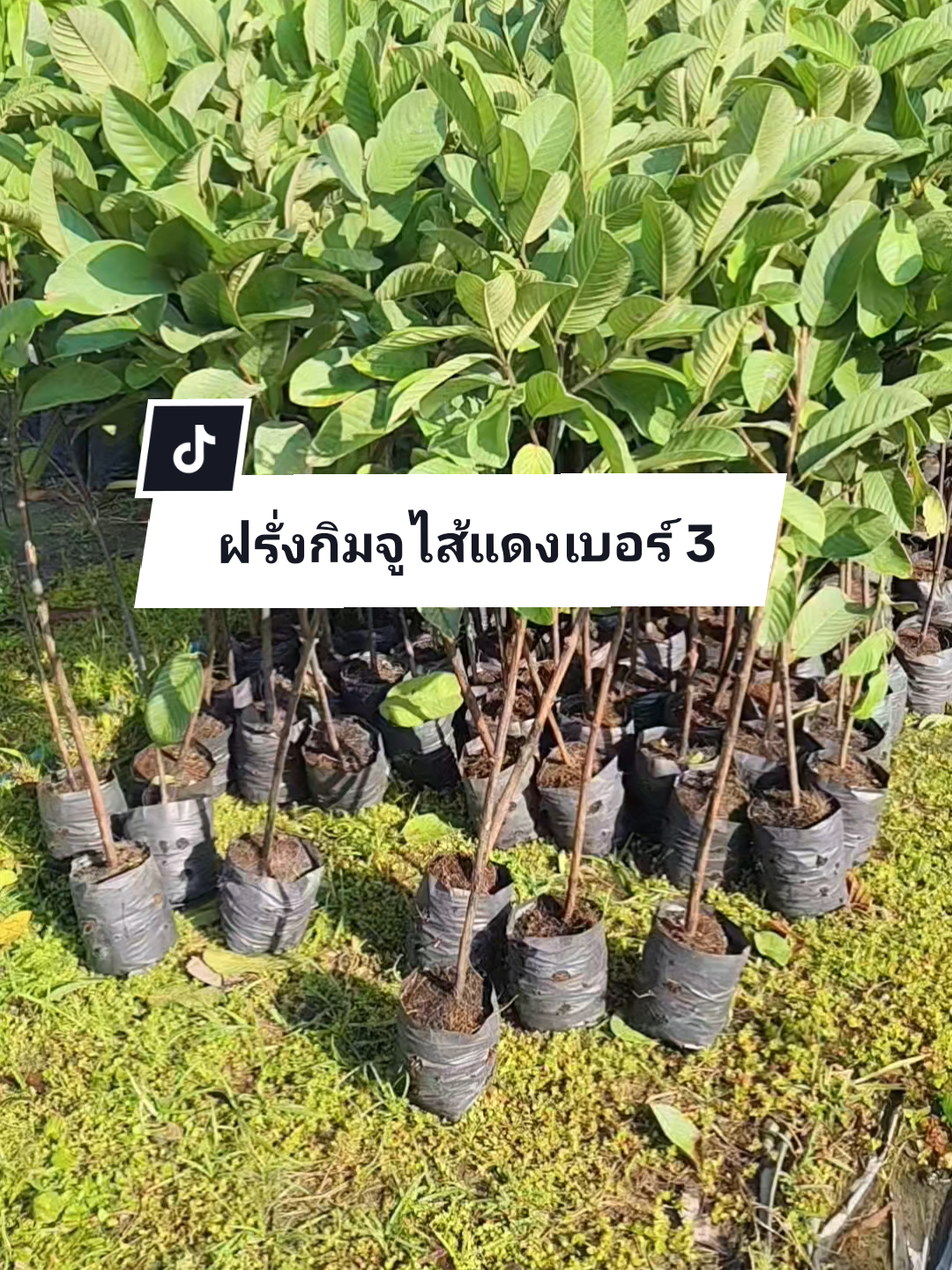 ต้นฝรั่งกิมจูใส้แดงเบอร์3 ขยายพันธุ์แบบกิ่งตอน ขนาด80-100เซนติเมตร สามารถปลูกได้ทุกพื้นที่ รากเดินดีต้นพันธุ์แข็งแรงพร้อมปลูก ✅รับประกันสายพันธุ์แท้ ✅ ต้นไม้เสียหายจากการขนส่งเครมฟรี ✅มีบริการเก็บเงินปลายทาง #ฝรั่งกิมจู #ต้นไม้ #ผลไม้ #เทรนด์วันนี้ #ti̇ktok #เกษตรกร #เกษตร #เกษตรผสมผสาน #tiktokshop 