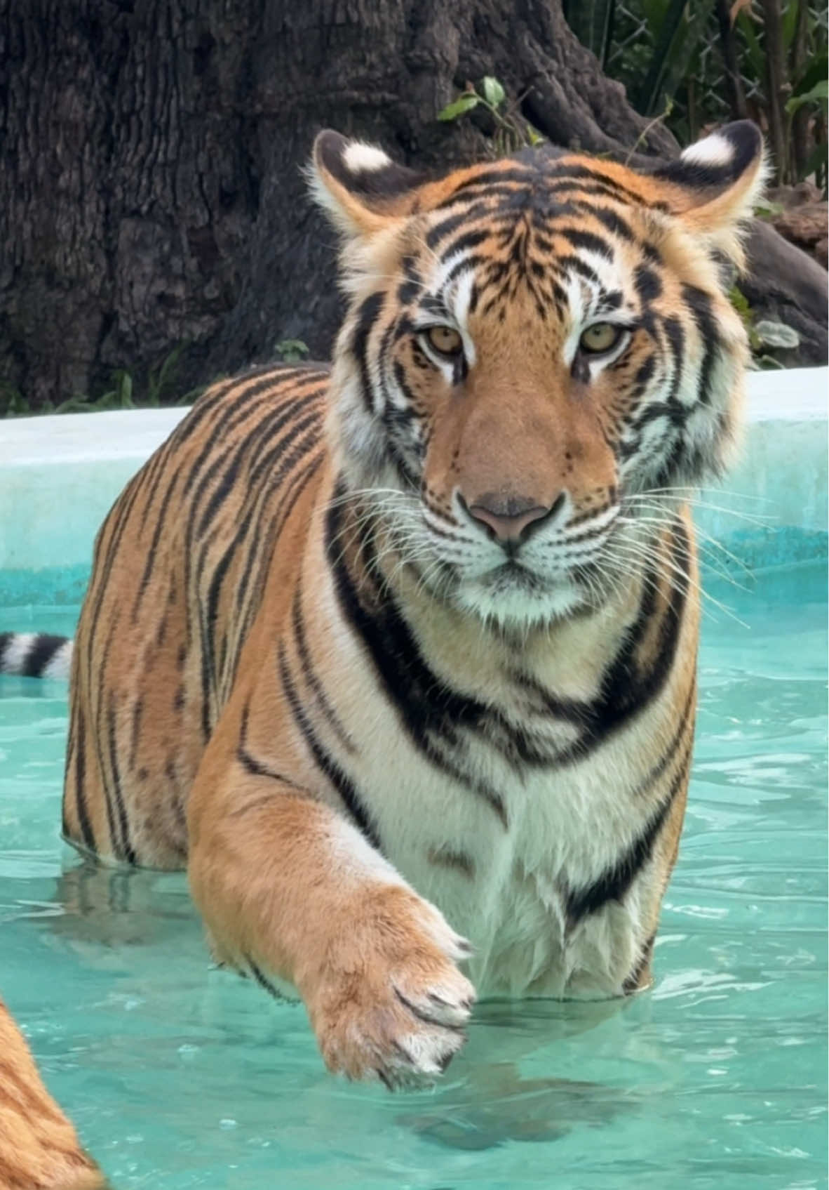 อาการมันเป็นยังไง ลงน้ำไปทั้งตัวละแต่ไม่อยากให้เท้าเปียก 😆 #tiger #cutetiger #bigcat