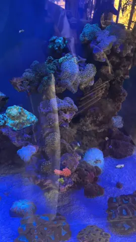 #البحر #مرجان #سمك #سبحان_الله_وبحمده_سبحان_الله_العظيم #سبحان_الله_وبحمده #ترند 