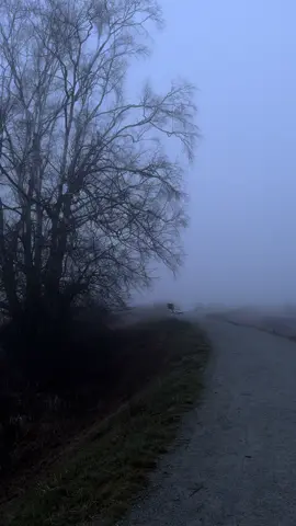in my restless dreams #pnw #naturetok #silenthill #bc 