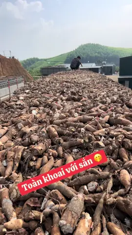 Ngô khoai sắn 🤭#xuhuong 