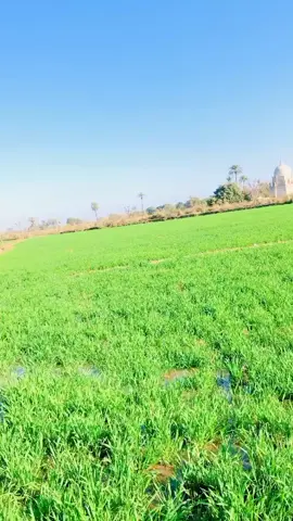 #foryou #foryoupage #pfy #illu #standwithkashmir #viral #SaQi💔🙈💯💫✨ @جیو میاں قادر 