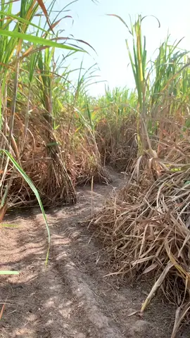 ยับนะ #สตึกบุรีรัมย์ 