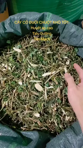 Hết các vde về huy.ết a.p cao, t.ieu đươn.g nhờ có cây cỏ đuôi chuột #ThảoDượcXanh.shop #xuhuong #hovantim #huyetap #tieuduong 