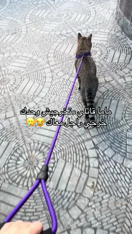 #الشعب_الصيني_ماله_حل😂😂 #cutecat #catsoftiktok #cat #قطط #fyp #viral_video #viral #اكسبلور #algeria #tunisia🇹🇳 