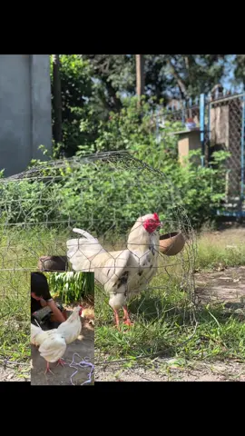 Để dành trả lời cho mấy ae thắc mắt video đang sút tự nhiên chạy mà chạy tiền vô túi nhaaa❤️🌾🐓🟦🟥#tậpchơigà #xuhuongtiktok #gà 