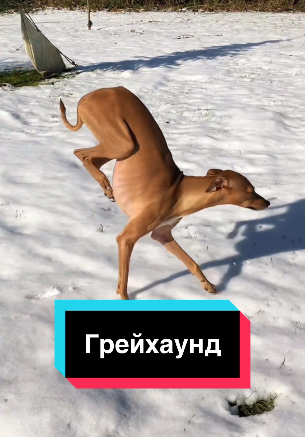 Грейхаунды — одни из самых быстрых собак в мире, способные развивать скорость до 72 км/ч. Их аэродинамическое телосложение и длинные ноги делают их идеальными для гонок и охоты на короткие дистанции. #рекомендации #факты #животные #собаки 