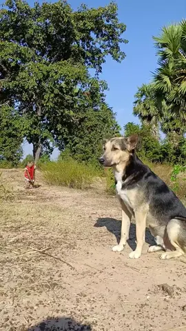 Best video Mr. Monkey and Dog funny fighting #monkey #monkeys #monkeyvideos #wildlife #animals #monkeybaby #italy #usa #monkeyface #funnymonkey #funnyanimals #funny #monkeylovers #uk  #monkeyfun #kids #dogs #monkeydluffy #animalsoftiktok #shorts #dogsoftiktok 