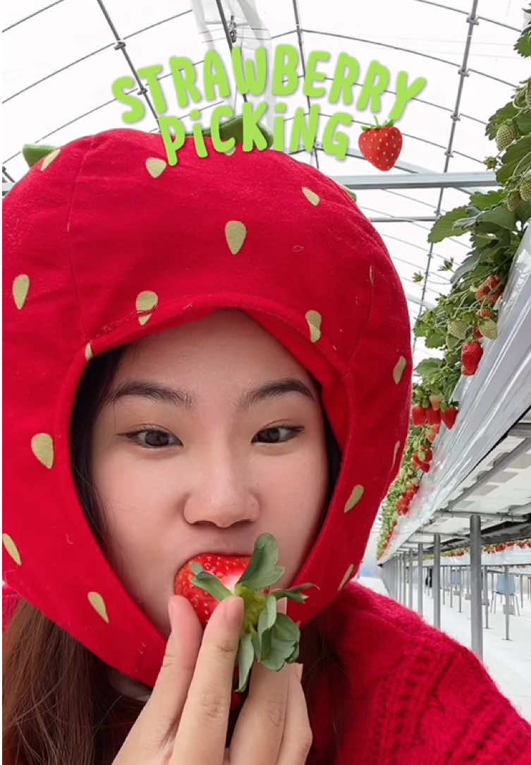 ដល់ខែរstrawberry 🍓ហើយ🤤 @🐷Mariម៉ារិ🇯🇵🇰🇭eat&cook  @🇰🇭Mari teach.u🇯🇵  #marivlog🐯 #いちご狩り #群馬  #中野ストロベリーファーム  #strawberrypicking #gunma  #nakanostrawberryfarm  #mari🇯🇵🇰🇭 #ខ្មែរ #ជប៉ុន  #CapCut #japan #cambodia 