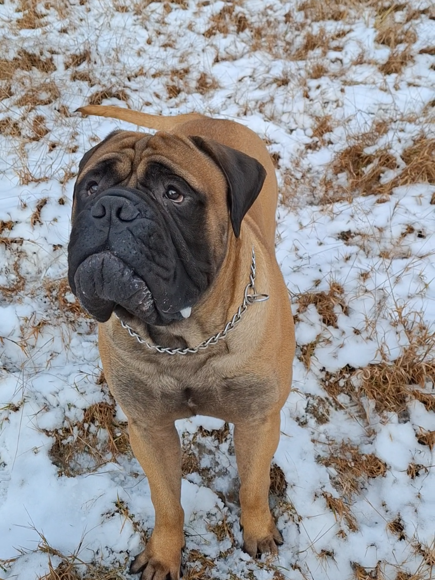 Bullmastiff sprint💪😃    🔥 BENEDICT 🔥            #guardgangfci  #guarddog #security #speed #DOG #walk #dogsoftiktok #passion #bullmastiff #mylife #forest