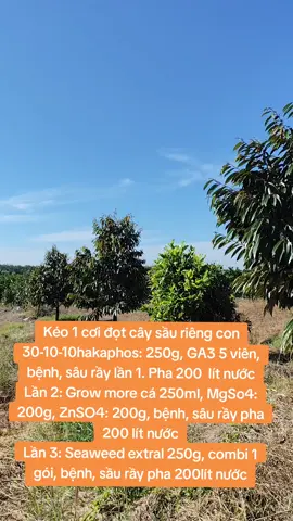 Chia sẻ mọi người công thức nhỏ để cây sầu riêng con đi cơi đọt #2025 #sầuriêng #bìnhphước 