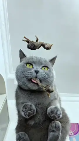 Repas joyeux, Mukbang de chats   #petstiktok #AnimauxMignons #AmoureuxDesAnimaux #AmoureuxDesChats  #animauxadorables #AlimentationDesAnimaux #VidéosDAnimaux #mukbang #mukbangdechats #chatsquiMangent #pattesdechat  #mangerasmr #alimentationdeschats #satisfaisant #chatsytiktok #vidéodechats #nourriturePourChats #chatMignon #chatQuiDîne #bruitsDeManger #chatonMignon #spectacleDeManger #mukbangDAnimaux #amoureuxDesChats #bruitsDeMangerASMR #pattesDeChat