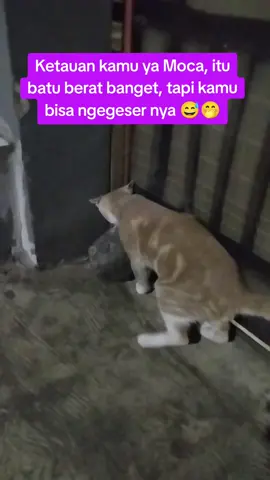 #fyp #viral #foryou #catlover #kucingbanyakakal #kucingpinter #kucinglucu #kucingkuatbisageserbatu