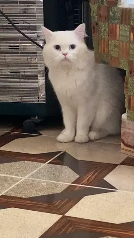 #الشعب_الصيني_ماله_حل😂😂 #اكسبلور #بسهه_حلووه🐈💛 #قطر #قطط #قطط #قط 