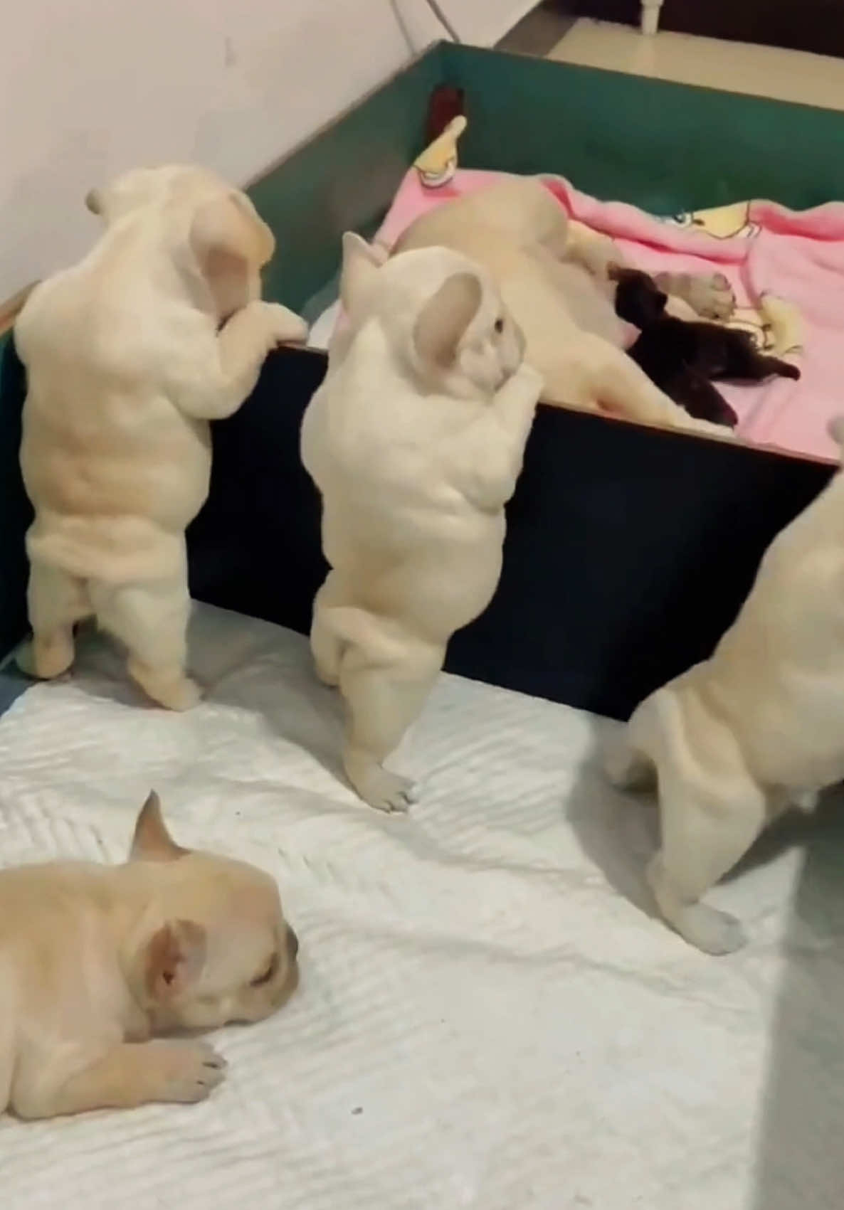 Don’t look at it, you are all weaned#toptrending #frenchbulldog #cutepet #dogbaby #viralvideo #viraltiktok #fyp 