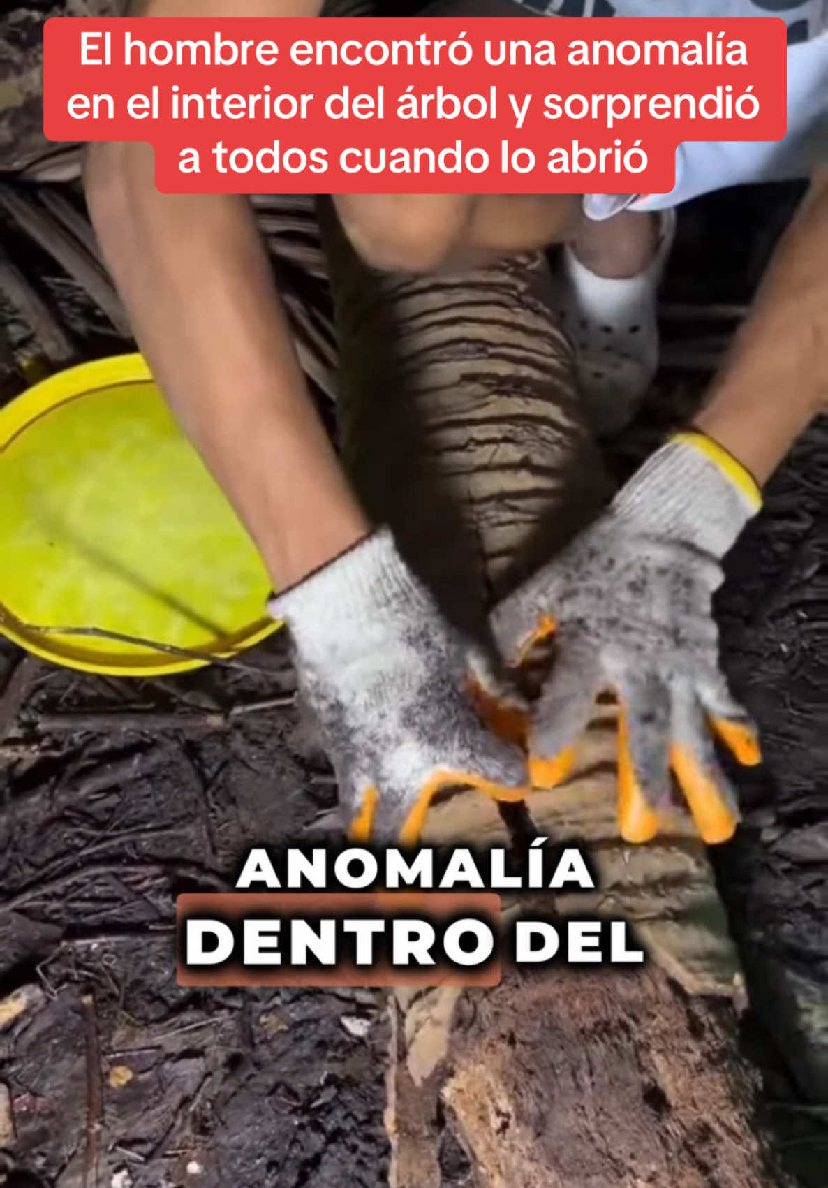 El hombre encontró una anomalía en el interior del árbol y sorprendió a todos cuando lo abrió #historiasimpactantes #Sorpresa #misterio #sorprendente 