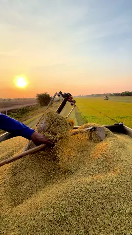 วุฒิน้อย ร้อยความสามารถ😎#รถเกี่ยวข้าวหนองเสือ #ประทีปพัฒนาการช่าง #ทีมงานต้นอ้อย🌾🐯 