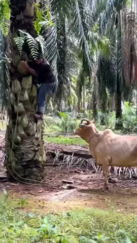 Takut Lembu🤪#hewanlucu #masukberanda #sapiviral #kebunsawit #kejadianlucu 