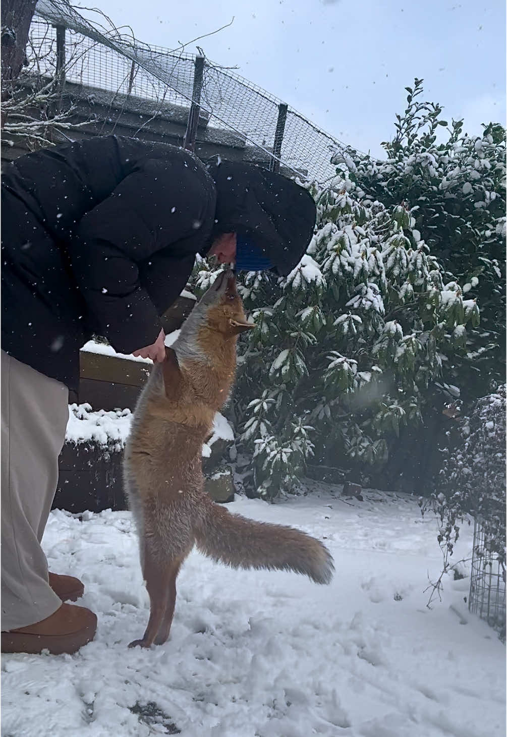 Was I kissed by a fox?🤭 #kikithefox #kikifoxfamily 