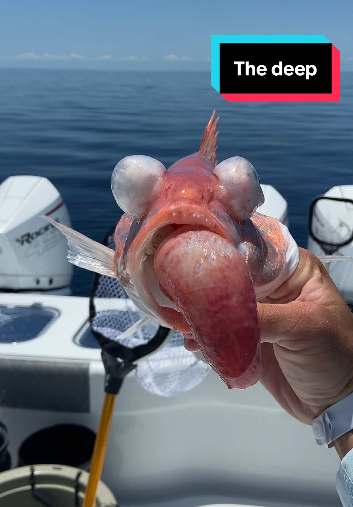 With tiktok being banned, make sure to follow my instagram! Never know what you’re going to catch down there. #Lyonfish. Insta link in bio. Tiktok no fish were harmed in this video. #florida #offshore #shark #tuna #wahoo #deep #animals #wildlife #fish #fishing #fishtok #snapper #grouper 