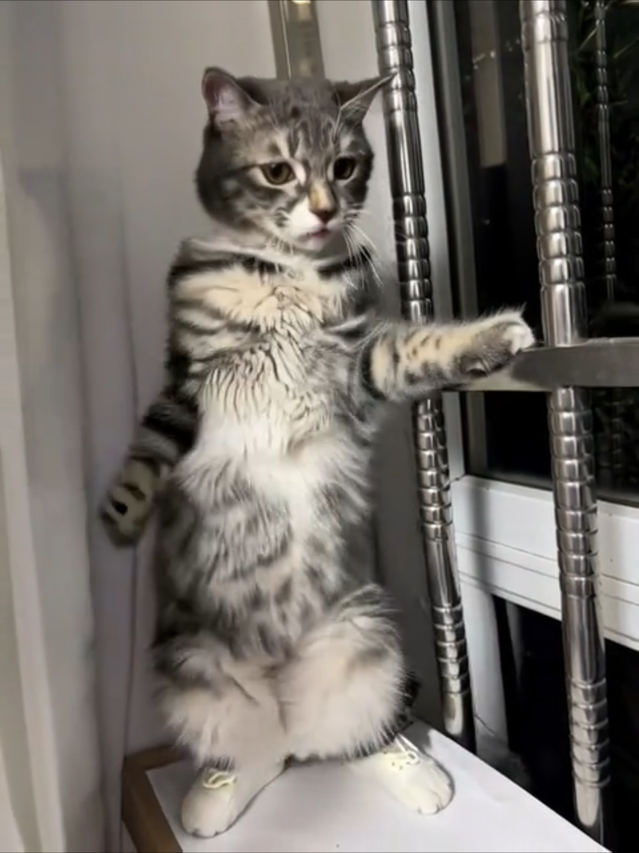 Dancer Cat Live Wallpapers Photos #dancer #cat #catsoftiktok #catlover #cattok #animal #animalsoftiktok #wallpaper #livephoto #videowallpaper #phonewallpaper #bestwallpapers #newwallpaper 