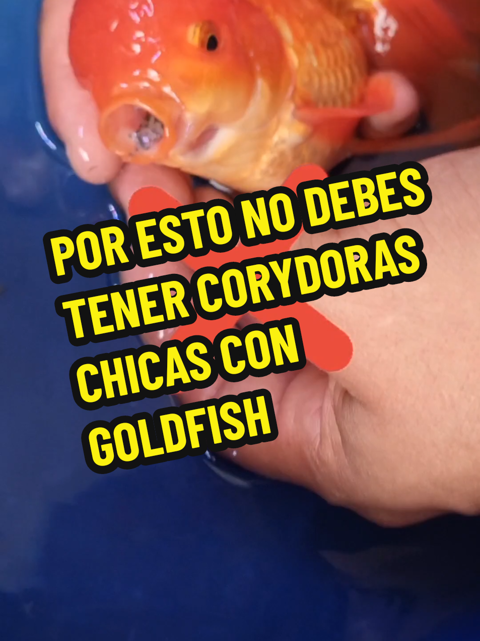 Por esto, no debes teber corydoras con goldfish, el video mostrado es el resultado de la experiencia empirica y no debe replicarse, sin que tenga mayor conocimiento. #goldfish #paratiiiiiiiiiiiiiiiiiiiiiiiiiiiiiii #corydoras ##fyp #acuario 
