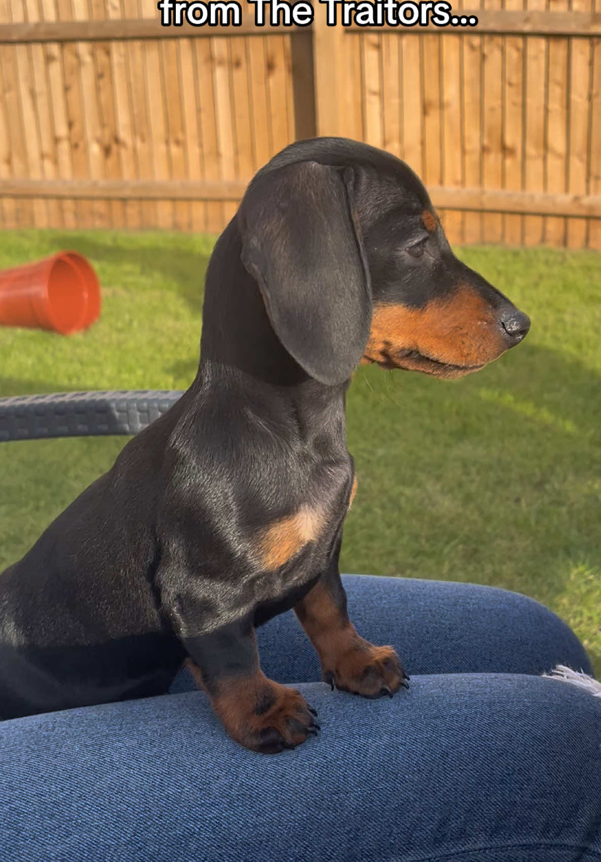 POV: You are Linda from The Traitors 😂 Inspo: @Magnus the Orange ☺️  #sausagedog #dachshund #dogsoftiktok #puppy #dog #minidachshund #dogs #fyp #foryou #cutedog #doxie  #teckel #thetraitors 
